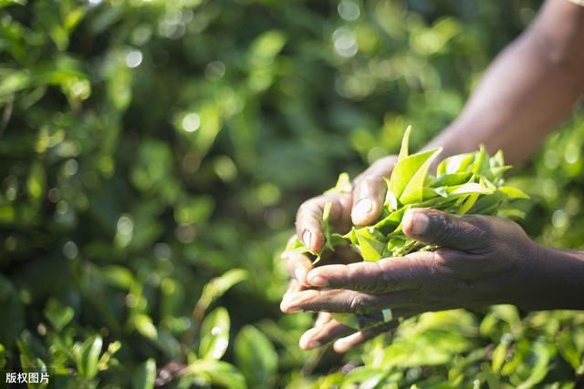 高产绿茶种植技术，抓住这7个要点，保证绿茶的质量