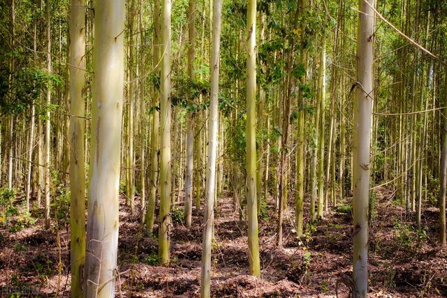 野蛮发展时代已过，桉树种植必须这样做