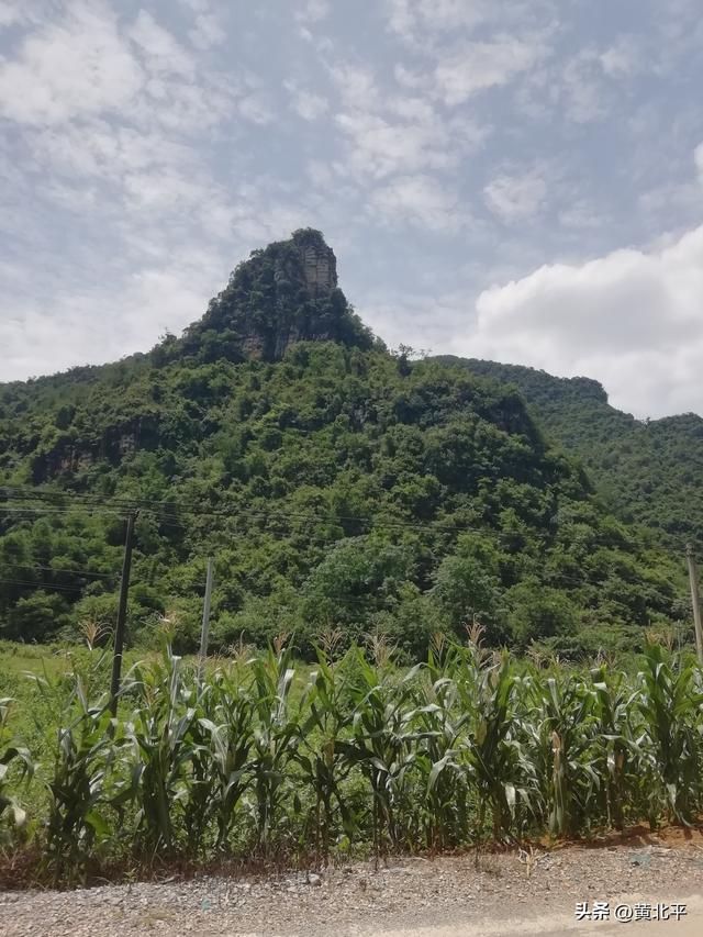 广西南宁市隆安县通乔公路旅途，深山里竟有大量九层皮