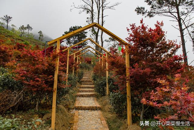 奇！广东小县城漫山遍野红似火，枫叶竟在春天变红，正是观赏季节