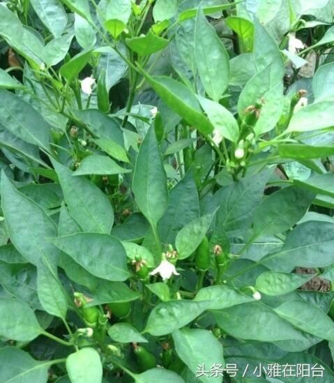 家里这样种朝天椒，花儿一茬一茬的开，结了一百多个