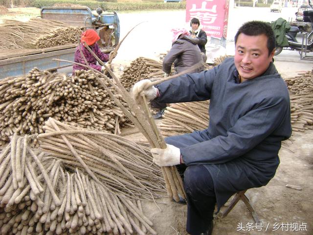 「画说」陈集山药好吃，从种植到收获你知道多少？