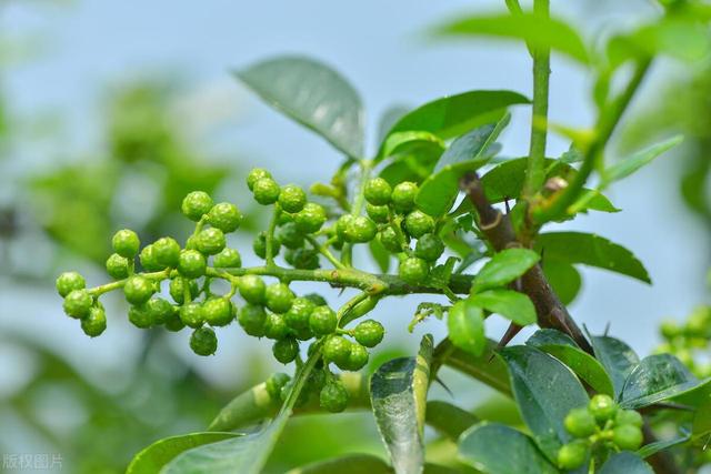 家中常用调味料“花椒”，自己在家种一棵，需要注意什么？