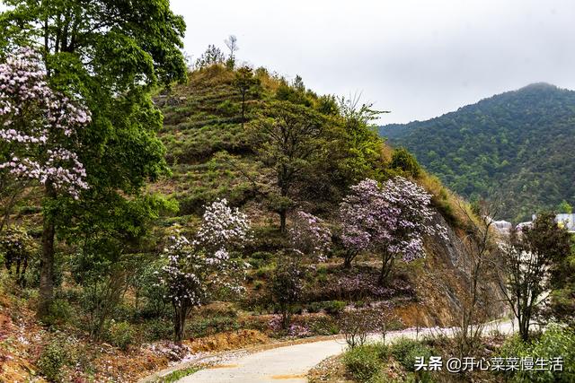 奇！广东小县城漫山遍野红似火，枫叶竟在春天变红，正是观赏季节