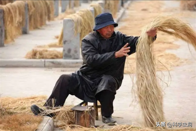 中国没人种的黄麻，为啥在印度被大量种植？他们要黄麻有啥用？