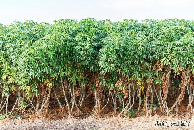 木薯什么时候种植最好