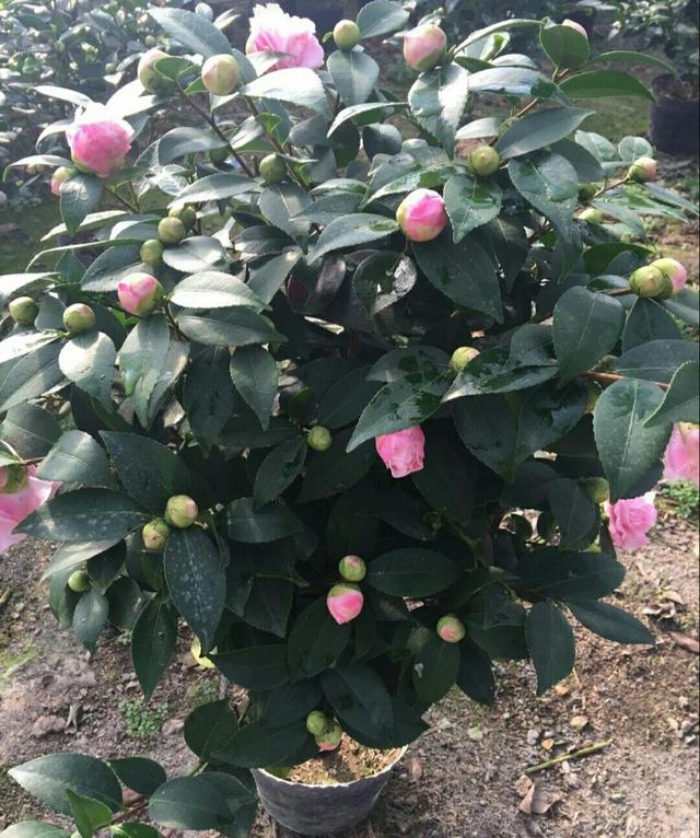 养茶花，这个季节最适宜，养护好了，当年开出美丽大花朵