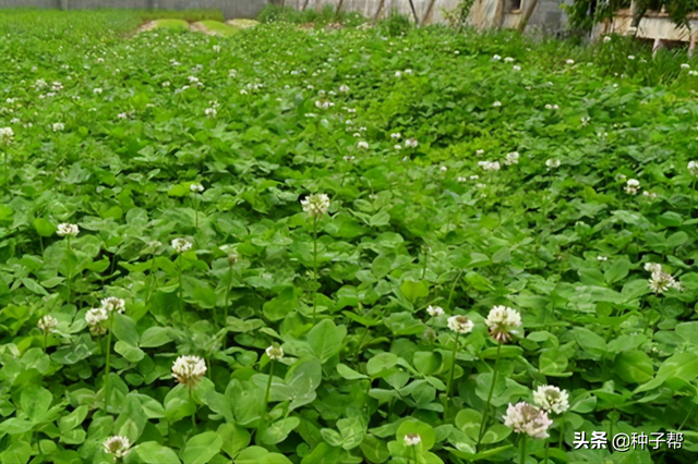 白三叶种果园，能用10年，不用除草，翻耕作绿肥，又是禽畜放牧草