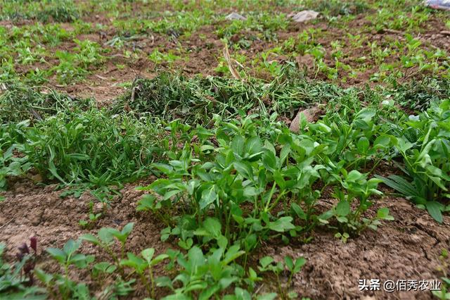 中药材白芷春季除草，决定种植成败，3种错误方式应提前避免