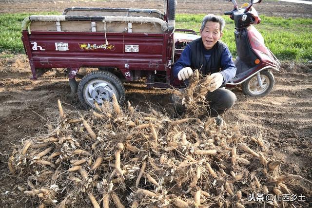 我国一种耐旱药材，春种秋收管理简单，每公斤收购价8元