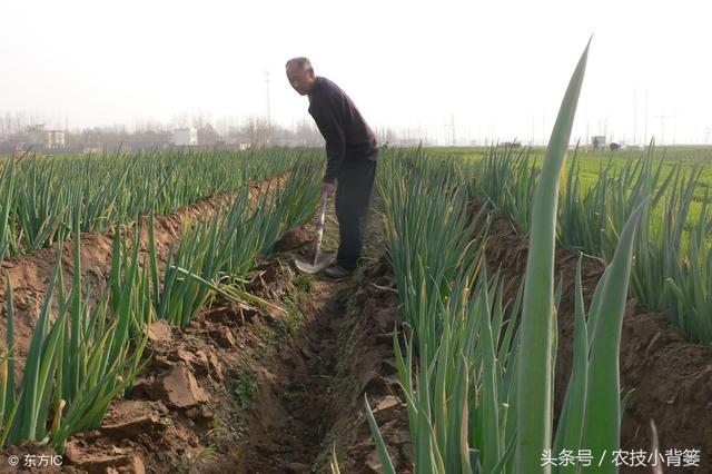 四种让大葱白又长又直的增产种植技巧，你都会用吗？