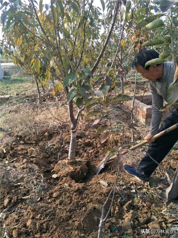 种植大樱桃什么时间种植最好、大樱桃适应性怎么样