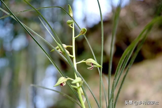 兰花种植的三步曲，缓苗、服盆、生长，各阶段你都了解吗？