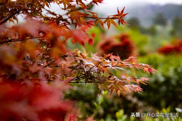 奇！广东小县城漫山遍野红似火，枫叶竟在春天变红，正是观赏季节