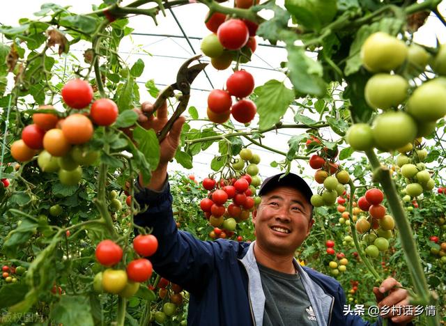 家里一直保存下来的四个种植小技巧，增产潜力挺大，无私分享