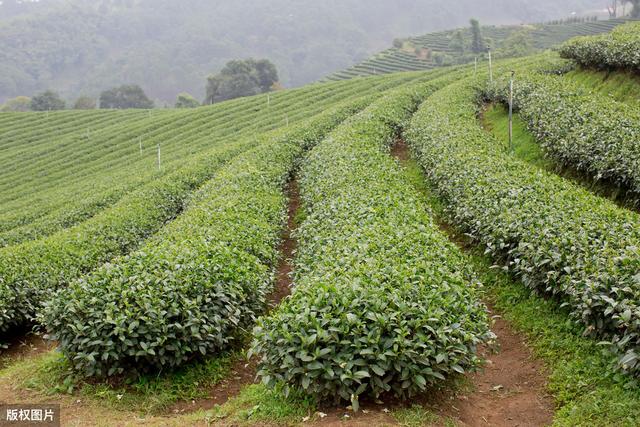 高产绿茶种植技术，抓住这7个要点，保证绿茶的质量