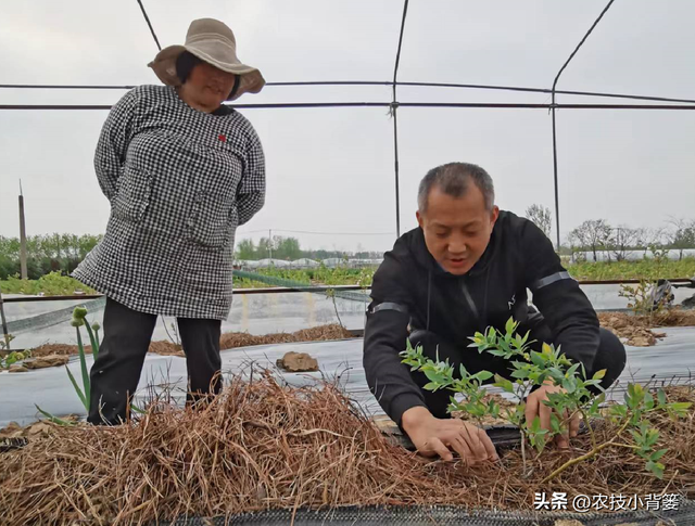 种植健壮高产蓝莓，怎样选苗、选地、改土、调酸？怎样科学定植？