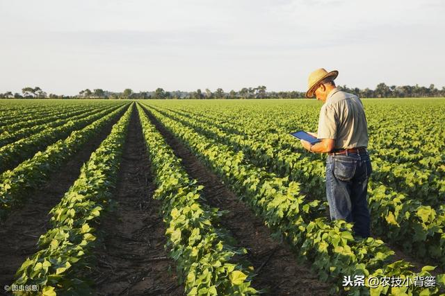 这些让棉花出苗齐、长势强、产量高的种植技巧，你都用对了吗？