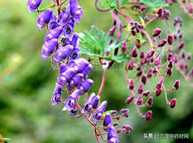 云南昆明地区重点发展中药材种植品种有哪些？你知道吗？