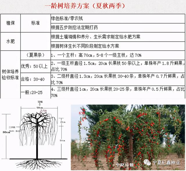 “良种+良方”枸杞高效种植模式，高产稳产不是梦