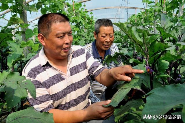 茄子高产不能单靠施肥，用好这两个小技巧，秧苗茂盛产量还翻倍