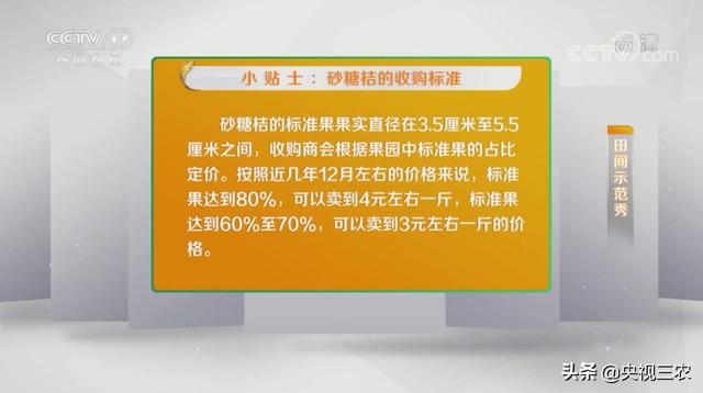 砂糖桔全攻略！大小果咋办？怎么一眼“看”出最甜的果？