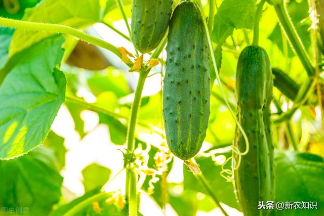 大棚秋延后黄瓜，种植户掌握这些栽培技术，确保后期优质高产