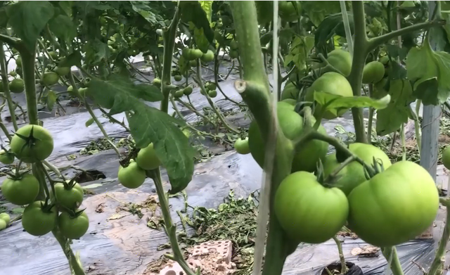 种番茄，掌握3个技巧，番茄果型好，个头均匀，品质高