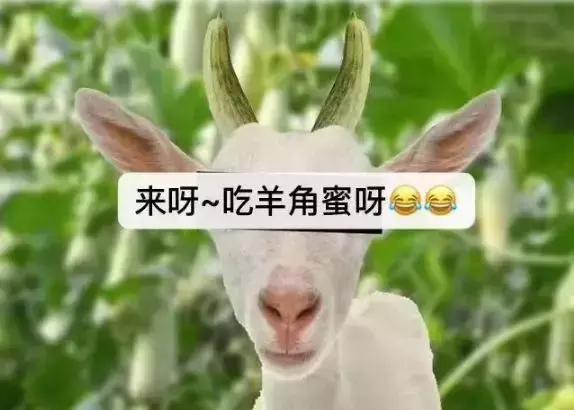 甜瓜界的网红“羊角蜜”，究竟是如何种出来的？