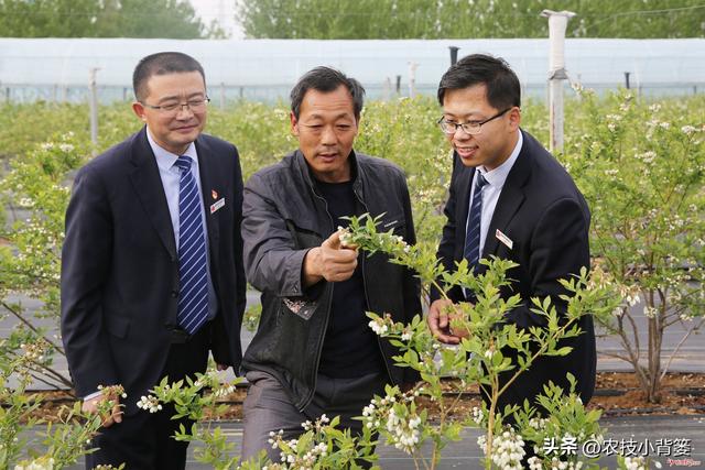 种植健壮高产蓝莓，怎样选苗、选地、改土、调酸？怎样科学定植？