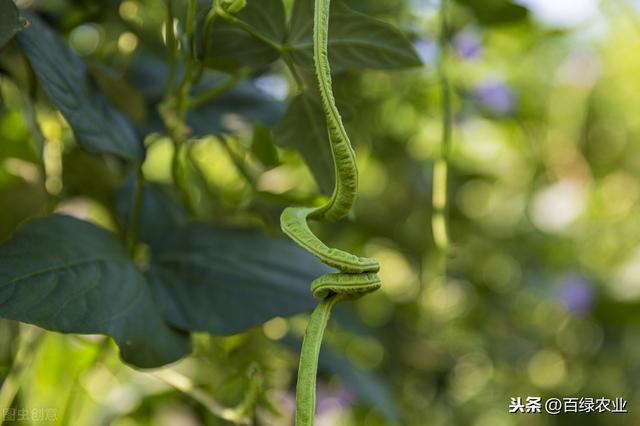 塑料大棚豇豆栽培技术，掌握高产栽培技术，管理轻松产量高