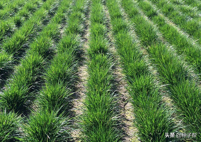 冬牧70黑麦草种植窍门，9月开播，错过就是一年，亩产鲜草6000kg