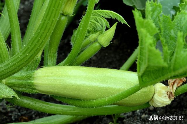 有机蔬菜种植标准有哪些？这篇文章就告诉你