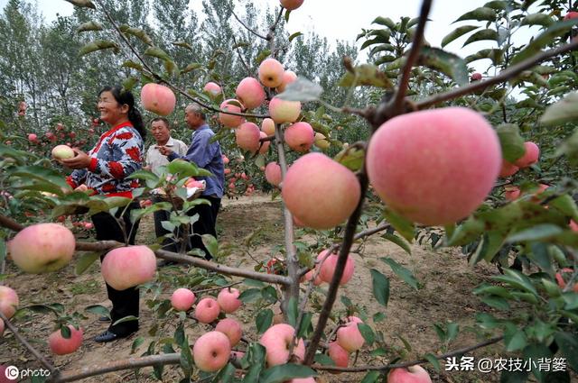 不同树龄、树势、生长期的苹果树，需要不同的修剪方法，你会用吗