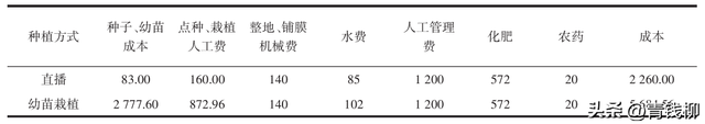 百日草直播栽培技术