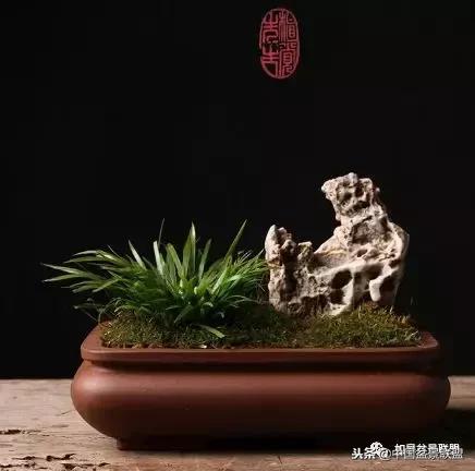 菖蒲用浅盆还是深盆 用有孔还是无孔盆