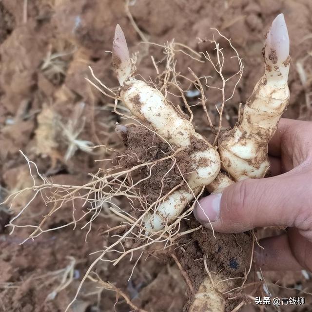 快来了解锦屏县林下有机多花黄精种植技术的秘诀！