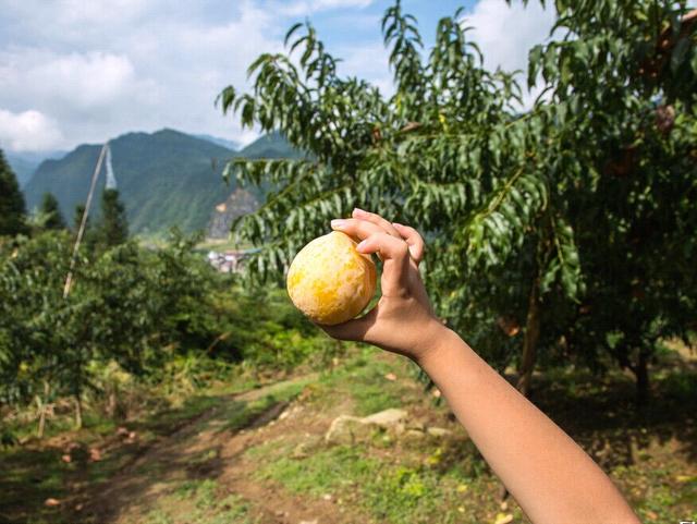 奈李种植管理，想学吗？这里分享给你。