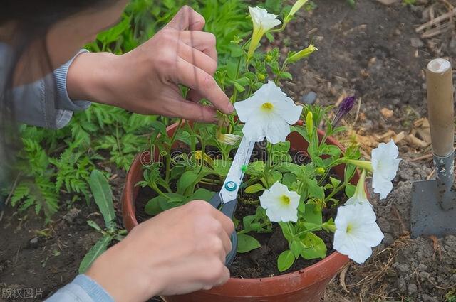 时令花卉栽植施工方案