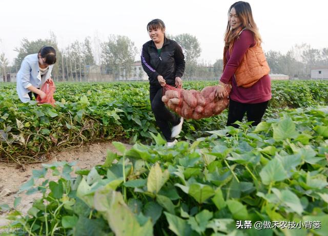 实现红薯高产多收并不难，种植管理技巧一定要掌握好