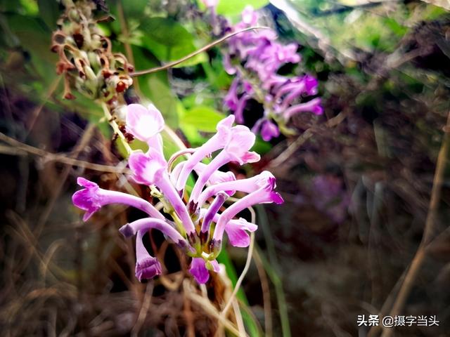 这种能让鱼“喝醉”的植物，有多达五十多个名字