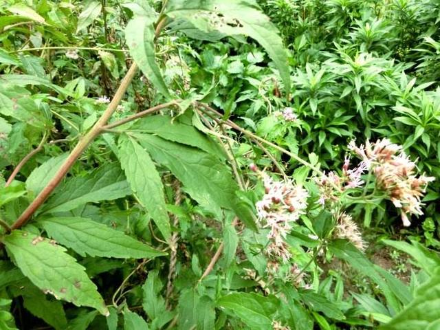 佩兰全株及花揉之有香味，野生者生路边灌丛及山沟路旁