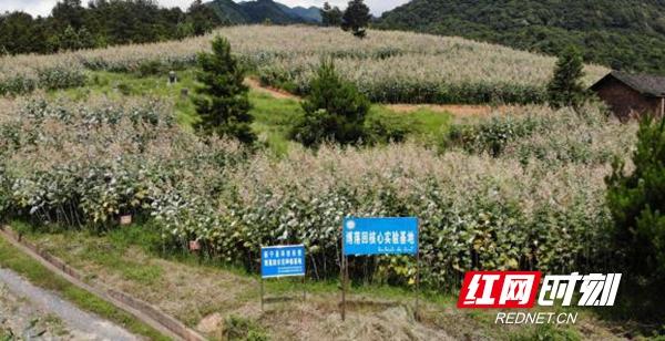 新宁县博落回获国家农产品地理标志证书