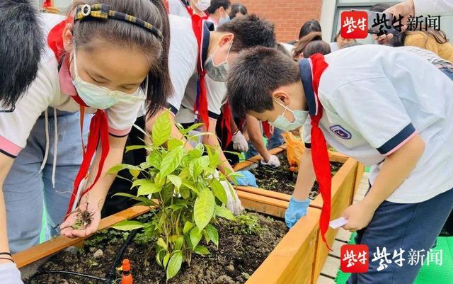 「爱上劳动课⑦」种药苗、识百草！无锡市春城实验小学“灵草园”开园啦