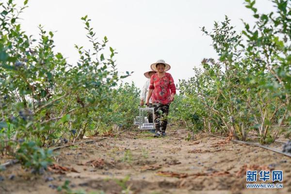 河北滦州：蓝莓采摘正当时