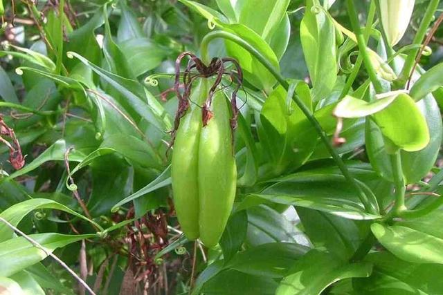 夏日里花朵如同火焰般的嘉兰百合，买些块茎就能种，可不断繁殖