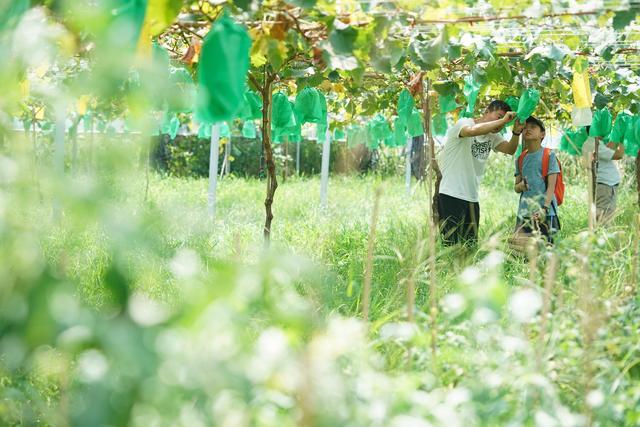 葡萄种植能手王娟：返乡创业 大有可为