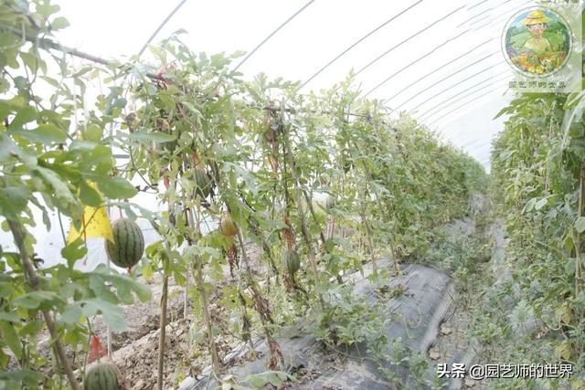 新品种高架小西瓜、网纹瓜种植技术