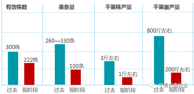 “良种+良方”枸杞高效种植模式，高产稳产不是梦