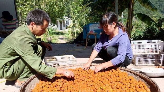 宁陕江口镇的核桃熟啦！好气候好土壤长出优质山核桃